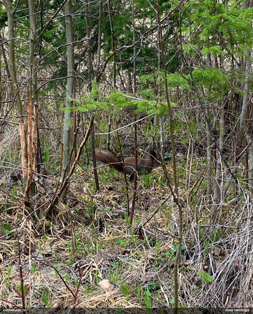 обыкновенная белка