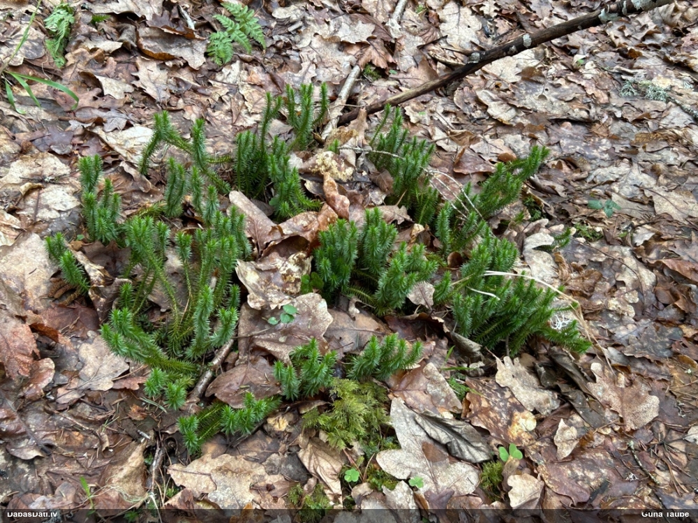 баранец обыкновенный