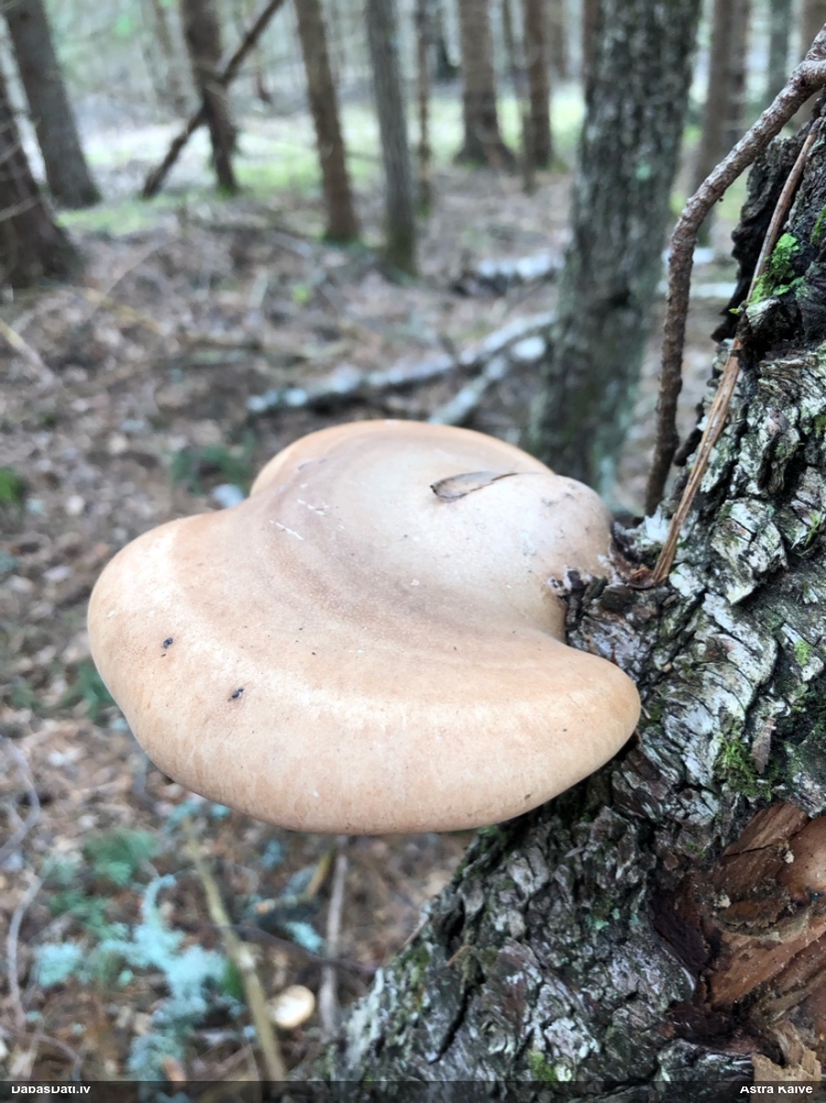 березовый Трутовик