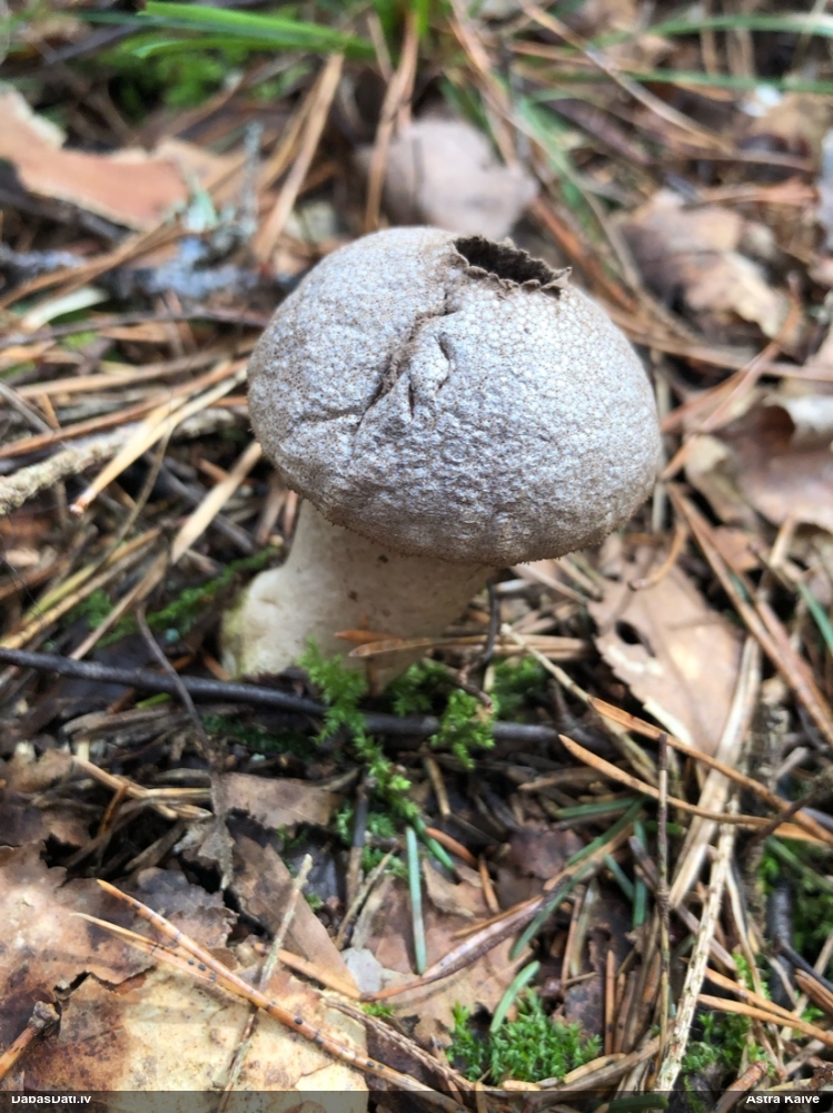 Kārpainais pūpēdis