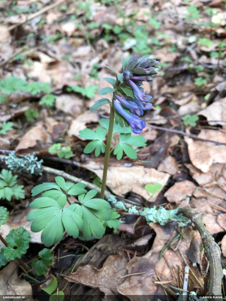 хохлатка плотная