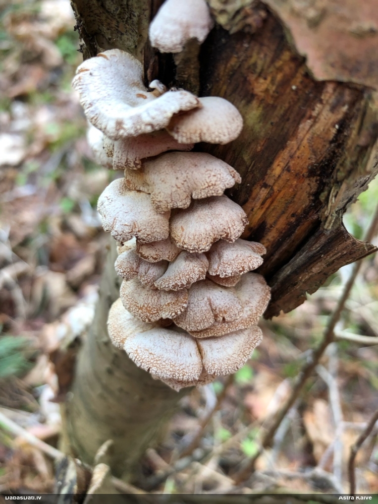 Sūrā pundurkamolene