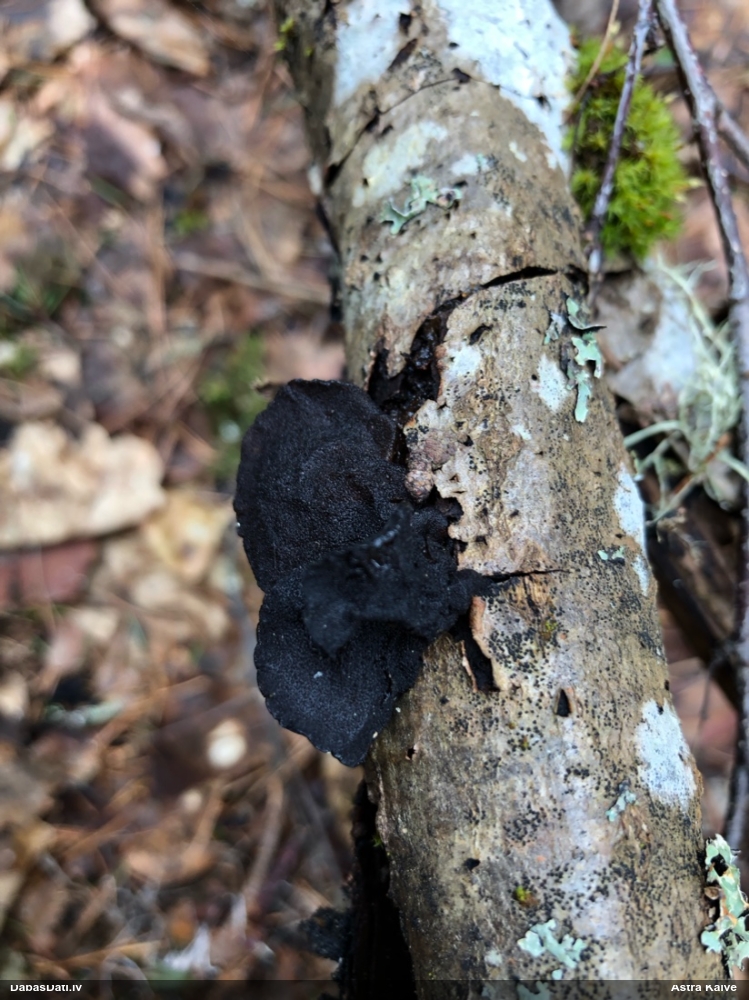 Nošķeltā eksīdija