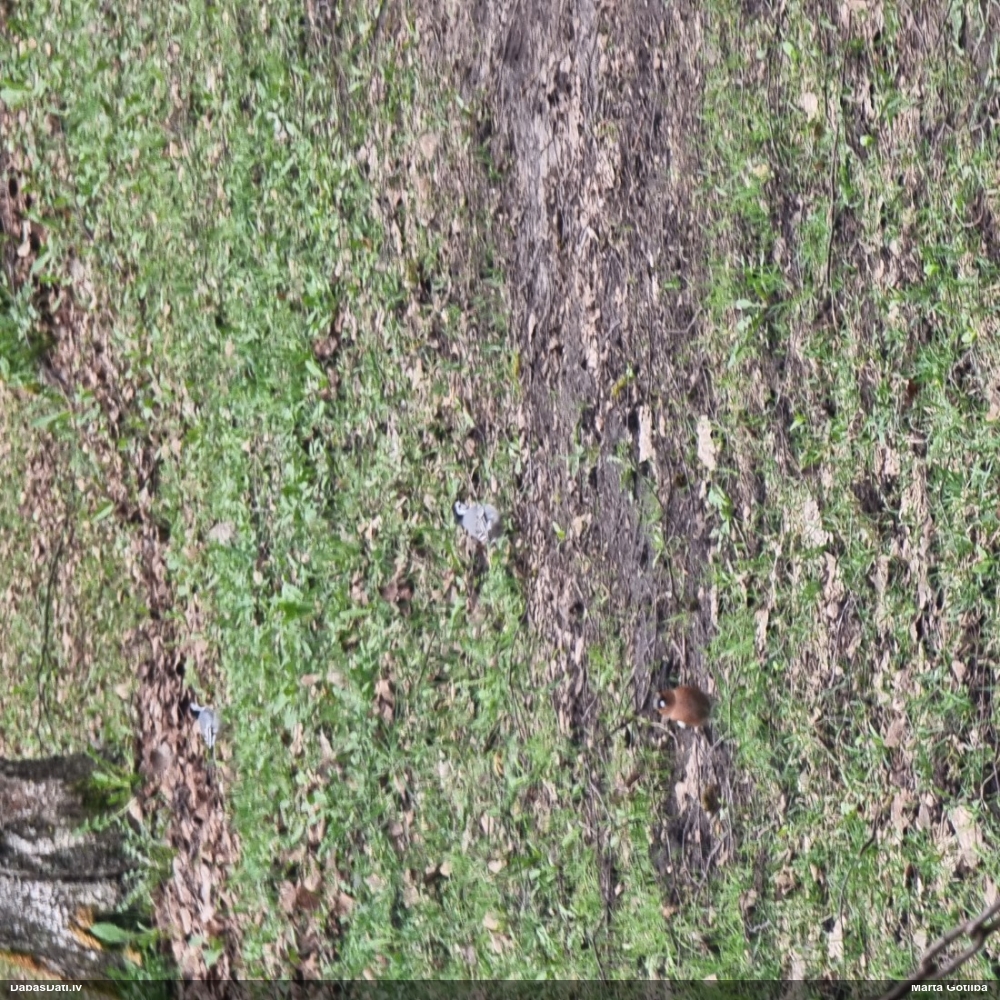 белая трясогузка