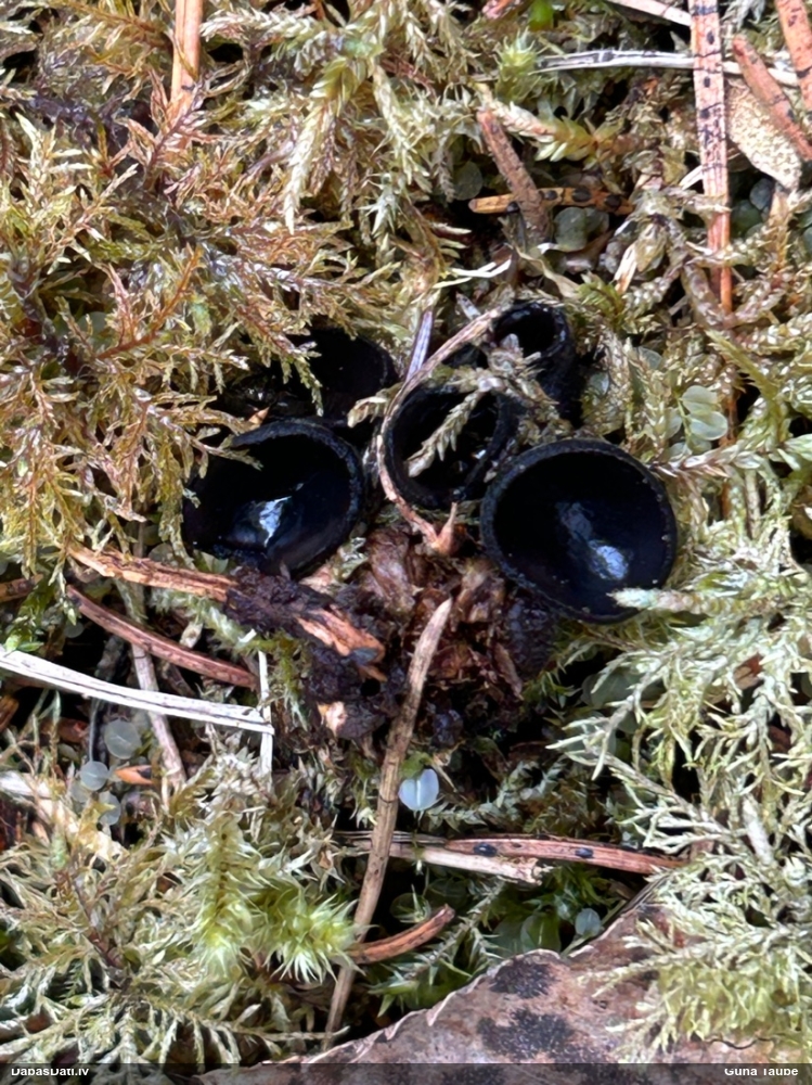 Melnā spožkausene (pseidoplektānija)