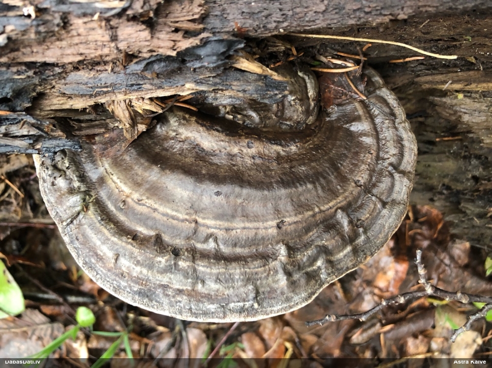 Parastā plakanpiepe