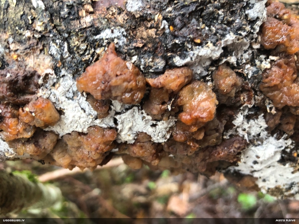 Skrimšļainā eksīdija