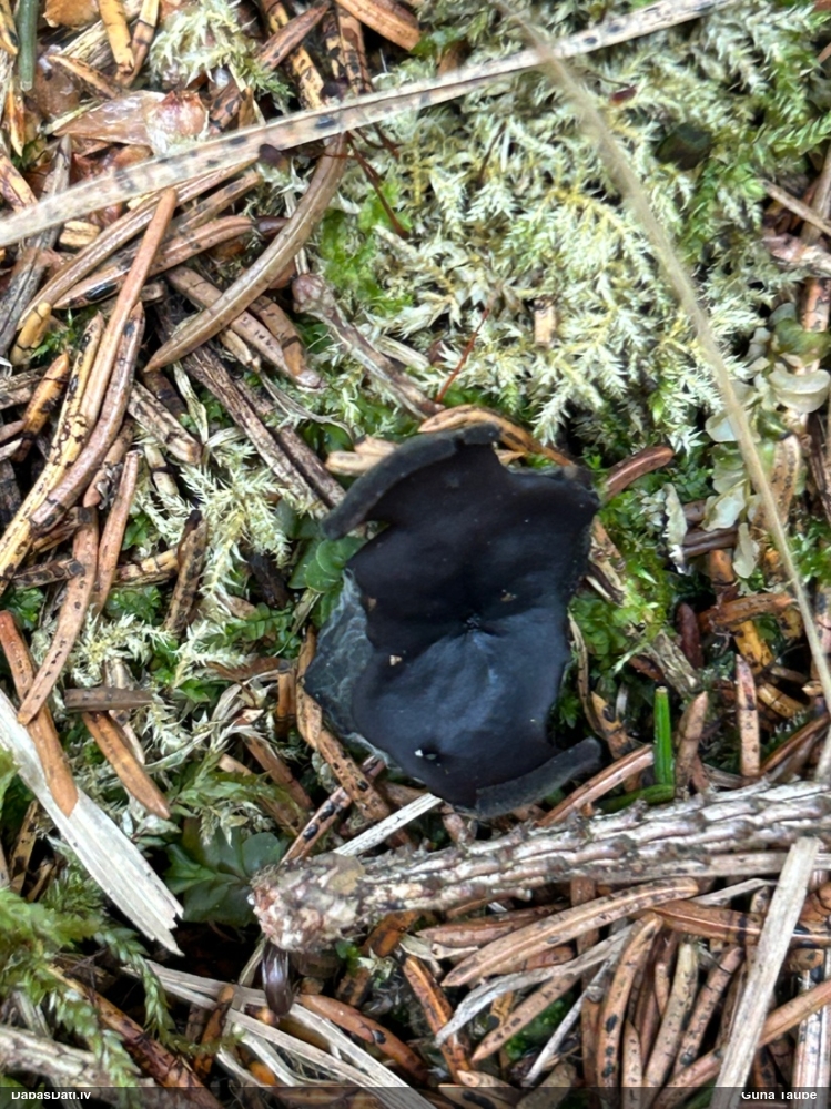 Melnā spožkausene (pseidoplektānija)