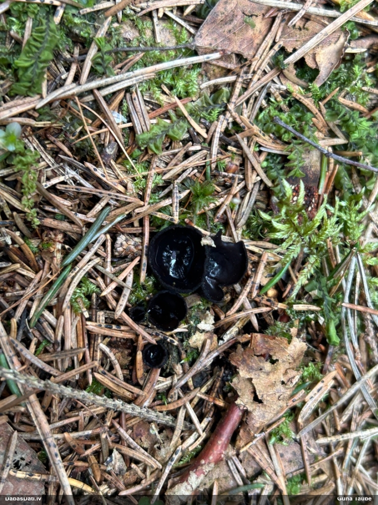 Melnā spožkausene (pseidoplektānija)