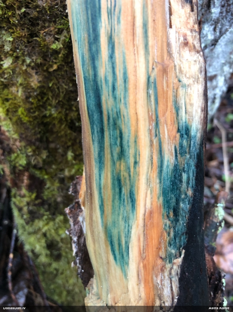 Zilzaļā hlorociborija