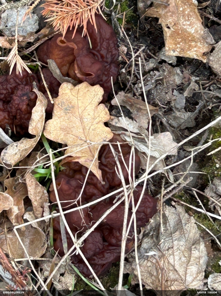 обыкновенный строчок