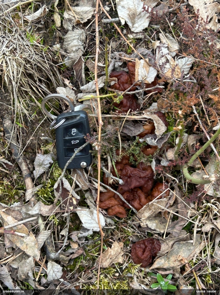 обыкновенный строчок