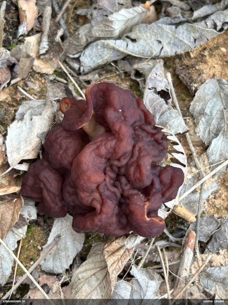 обыкновенный строчок