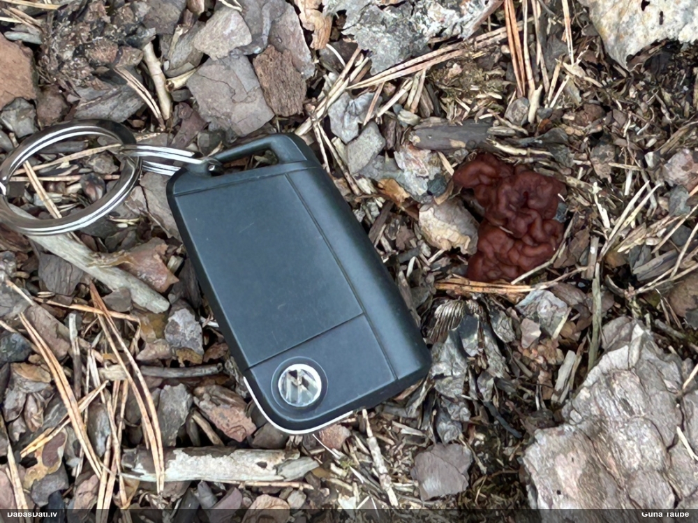 обыкновенный строчок