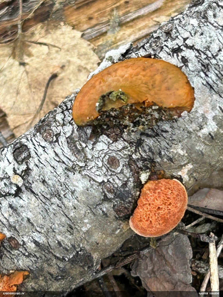 Parastā cinobrpiepe