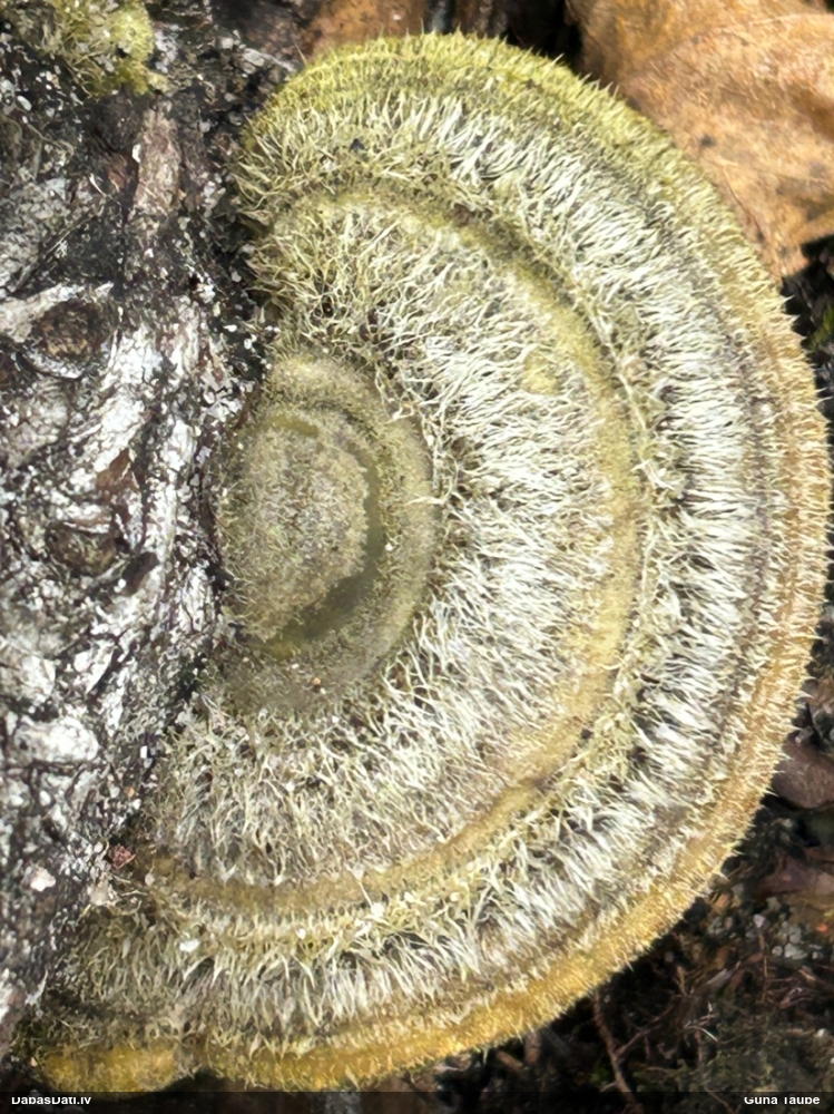 Sarainā tauriņpiepe