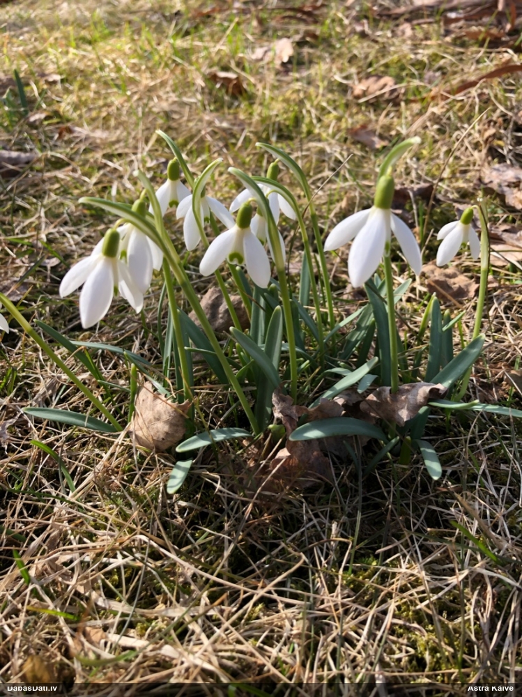 Baltā sniegpulkstenīte