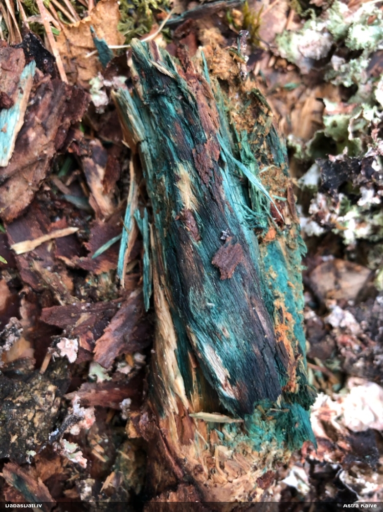 Zilzaļā hlorociborija