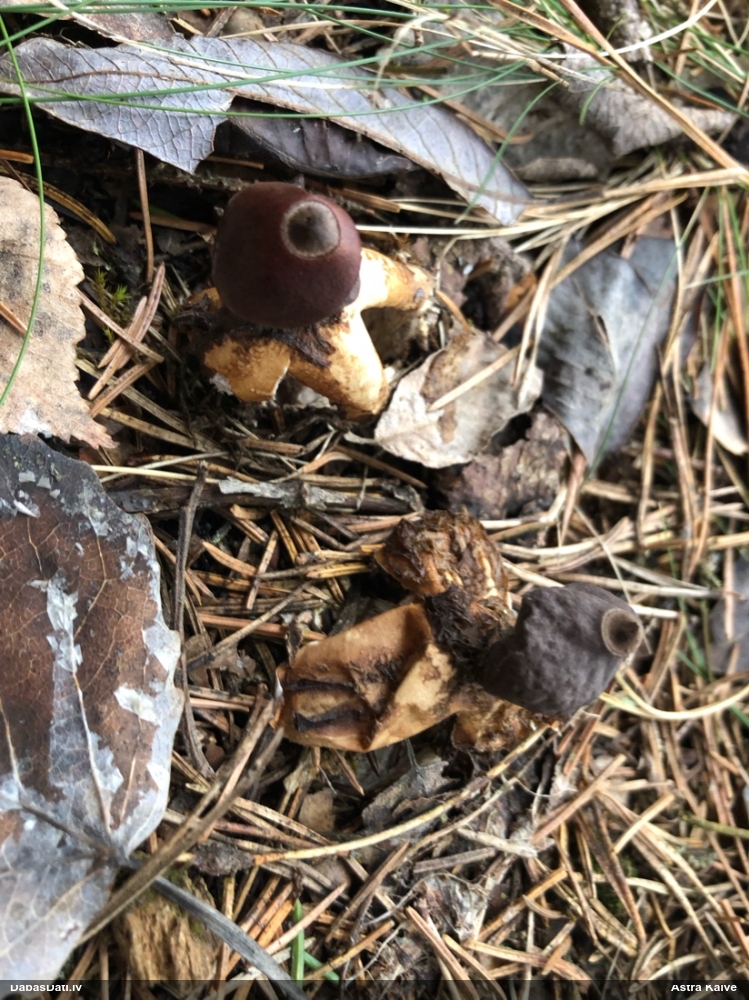 четырехлопастная земляная звезда