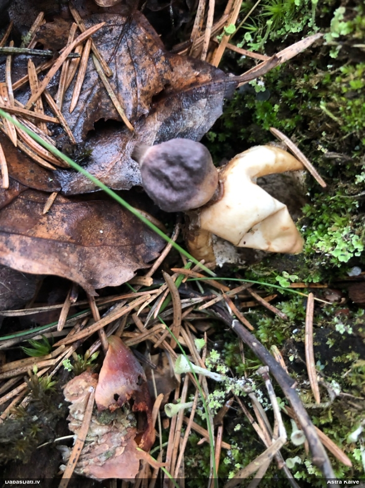 четырехлопастная земляная звезда