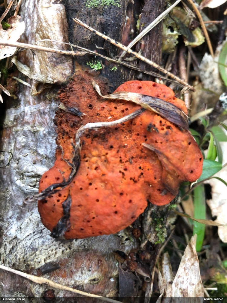 Parastā cinobrpiepe