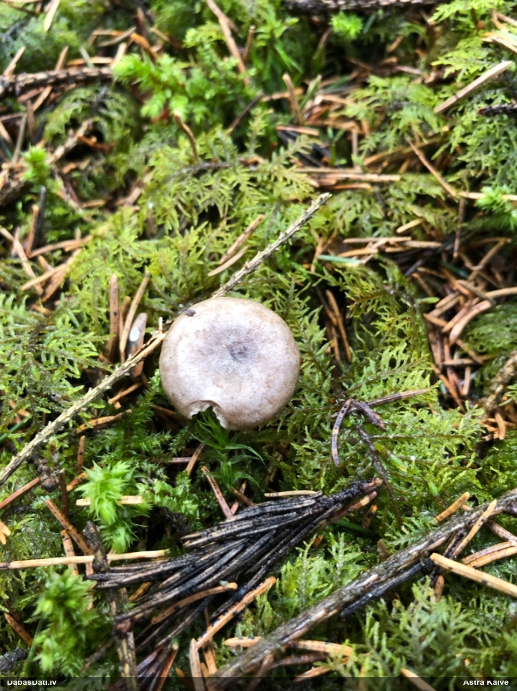 Apsarmotā piltuvene