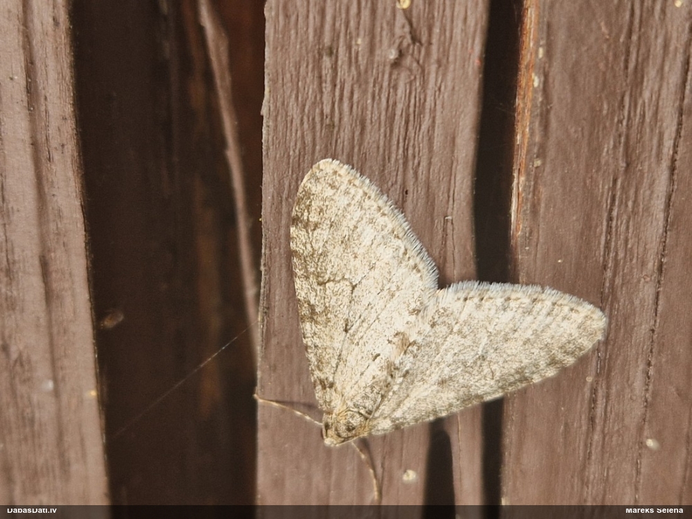 Apšu daivsprīžmetis
