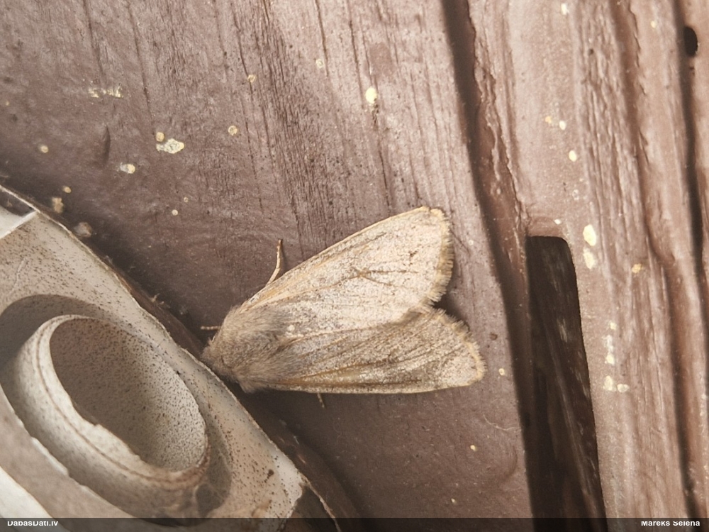 Naktstauriņš (nenoteikts)