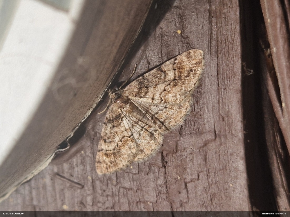 Agrais koksprīžmetis