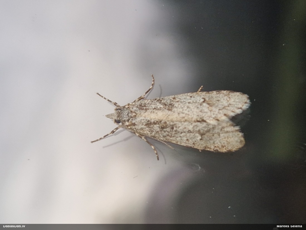 Tauriņš Diurnea fagella