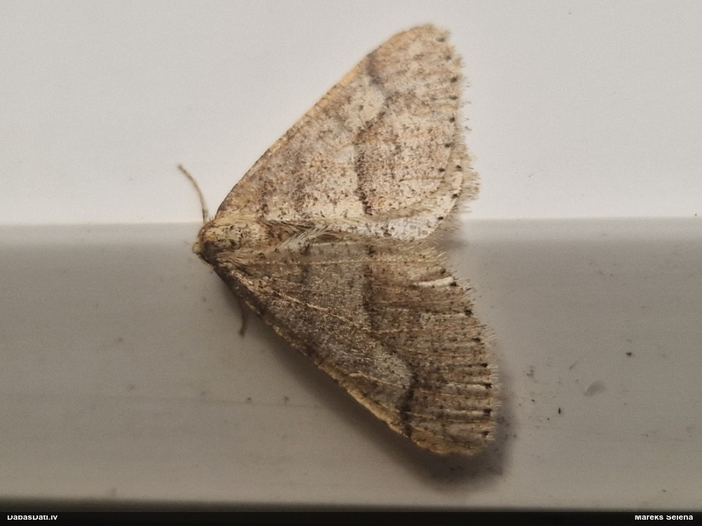 Pelēkdzeltenais salnsprīžmetis