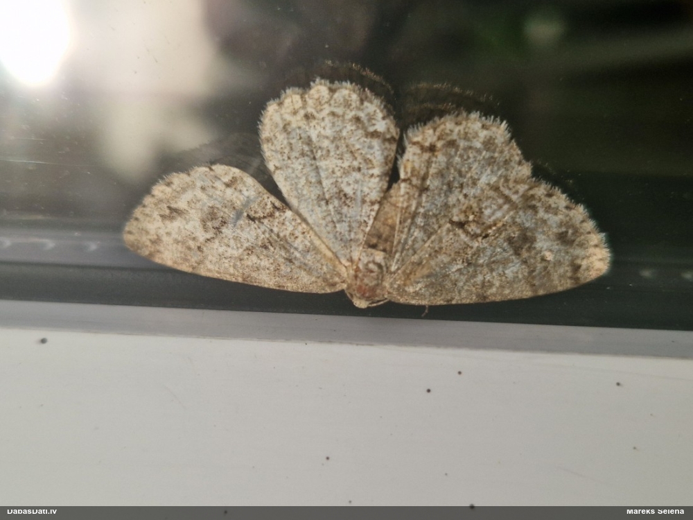 Lielais alkšņu koksprīžmetis