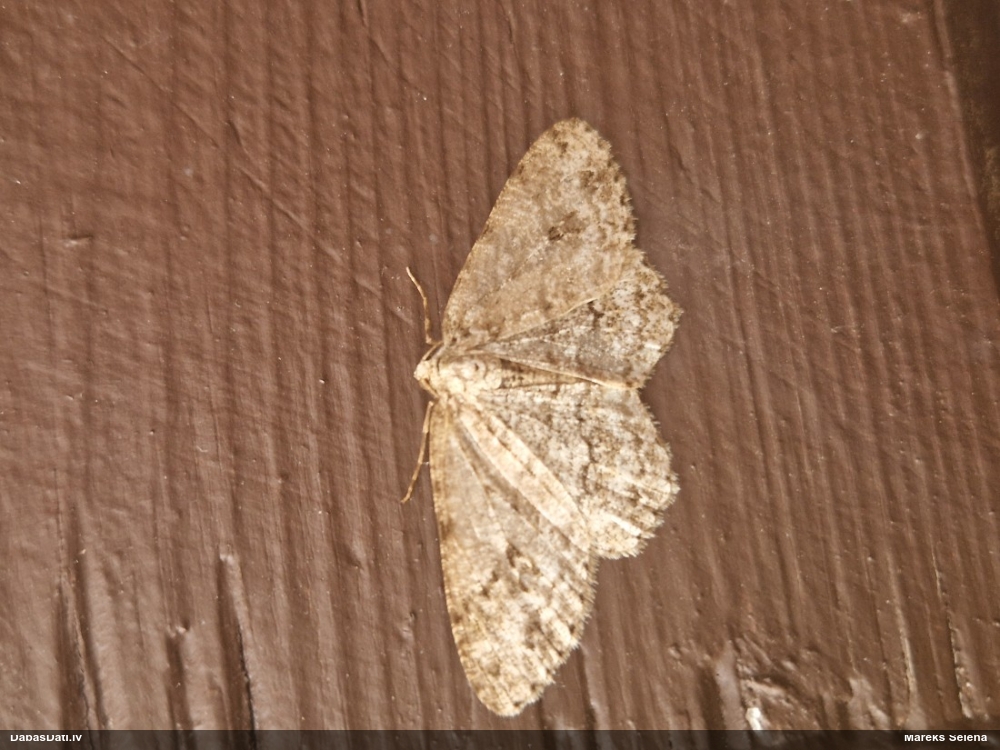 Lielais alkšņu koksprīžmetis