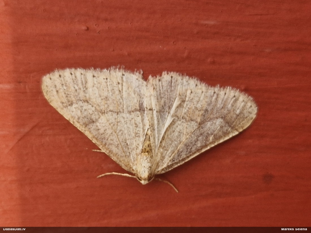 Pelēkdzeltenais salnsprīžmetis