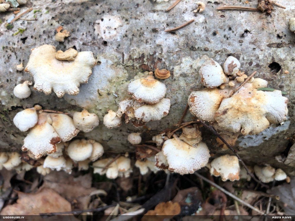 Sūrā pundurkamolene