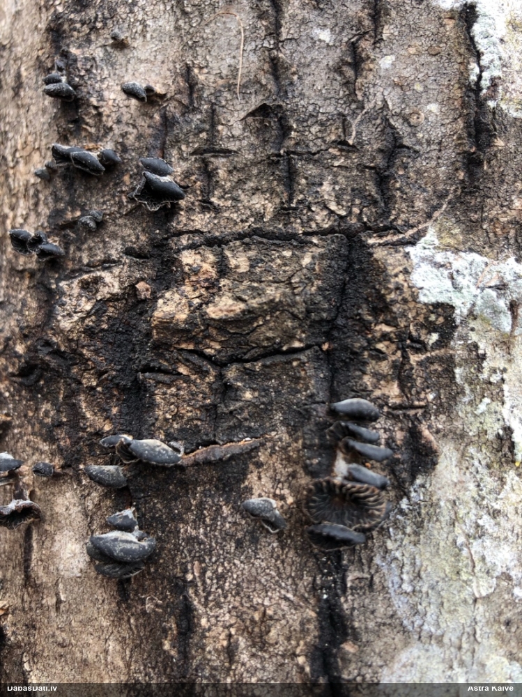 Gliemežnīcene (nenoteikta)