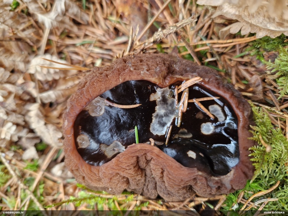 шаровидная саркосома