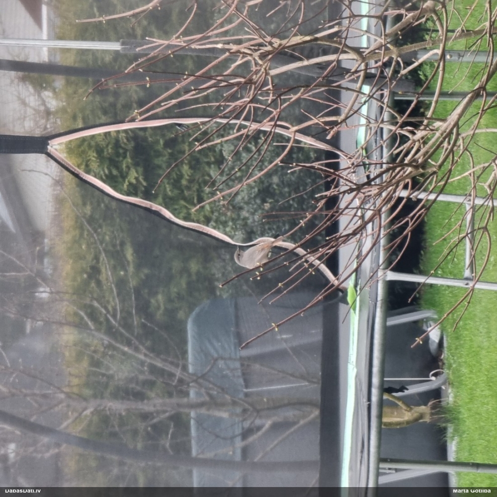 горихвостка-лысушка