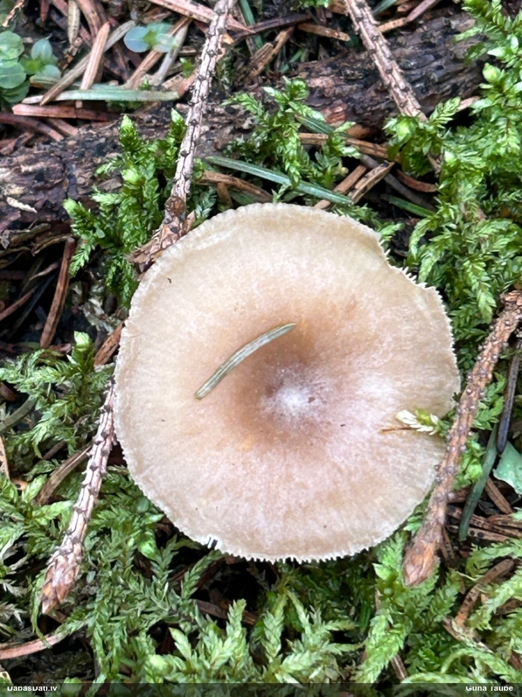 Apsarmotā piltuvene