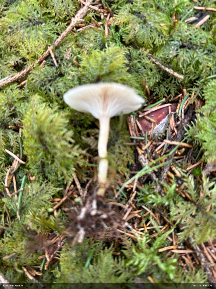 Apsarmotā piltuvene