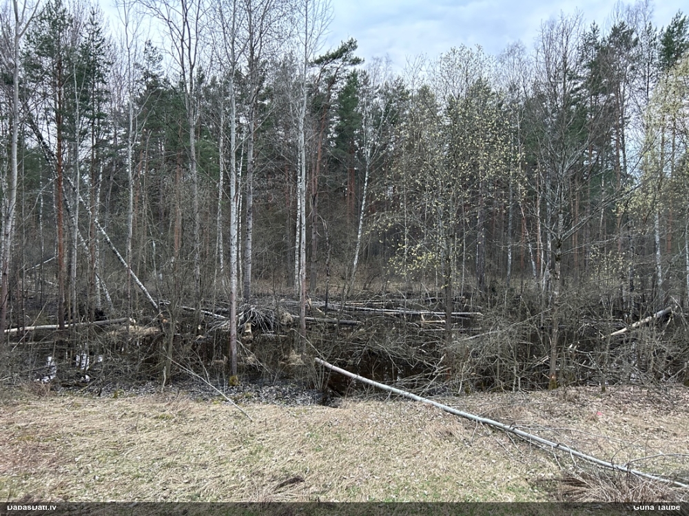 обыкновенный бобр