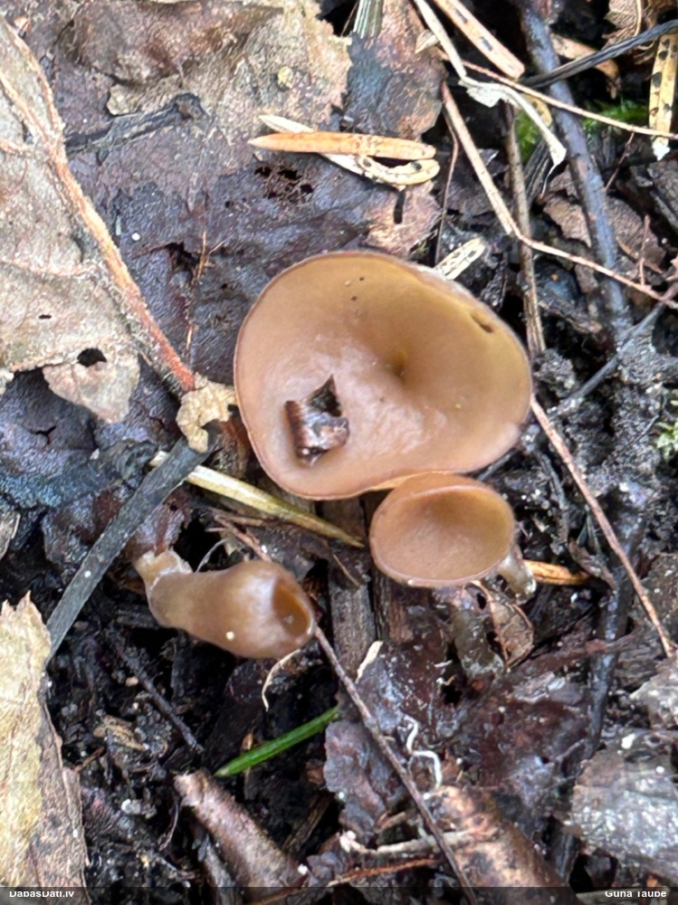 Bumbuļu sklerocīnija