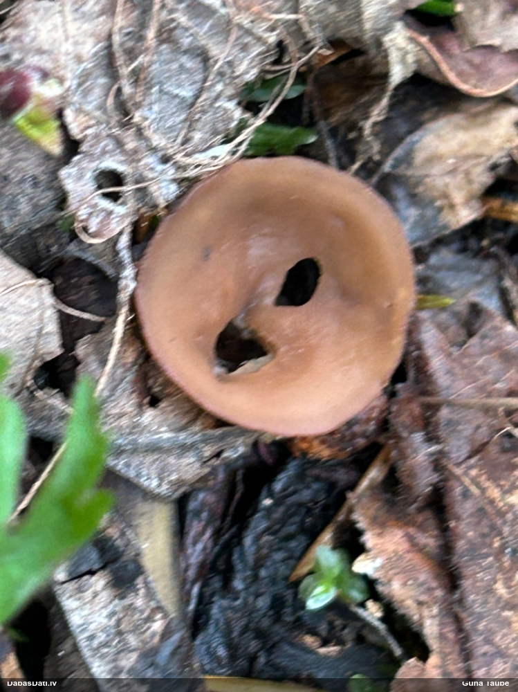 Bumbuļu sklerocīnija