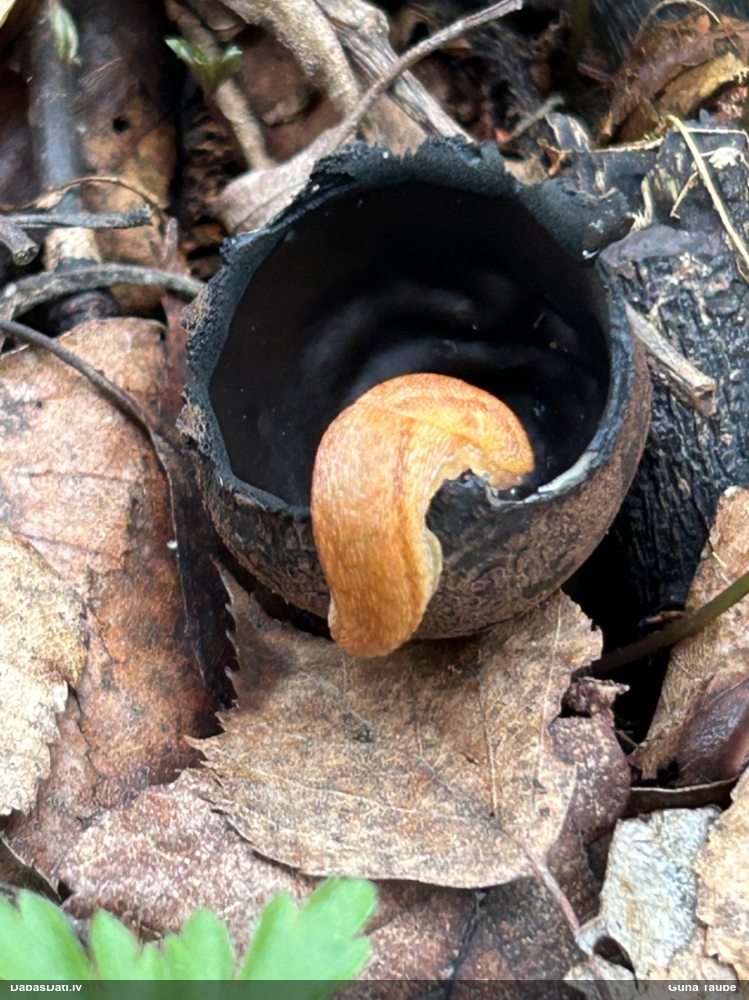 Kailgliemezis Arion sp.