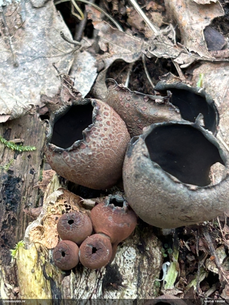 Krātera urnula