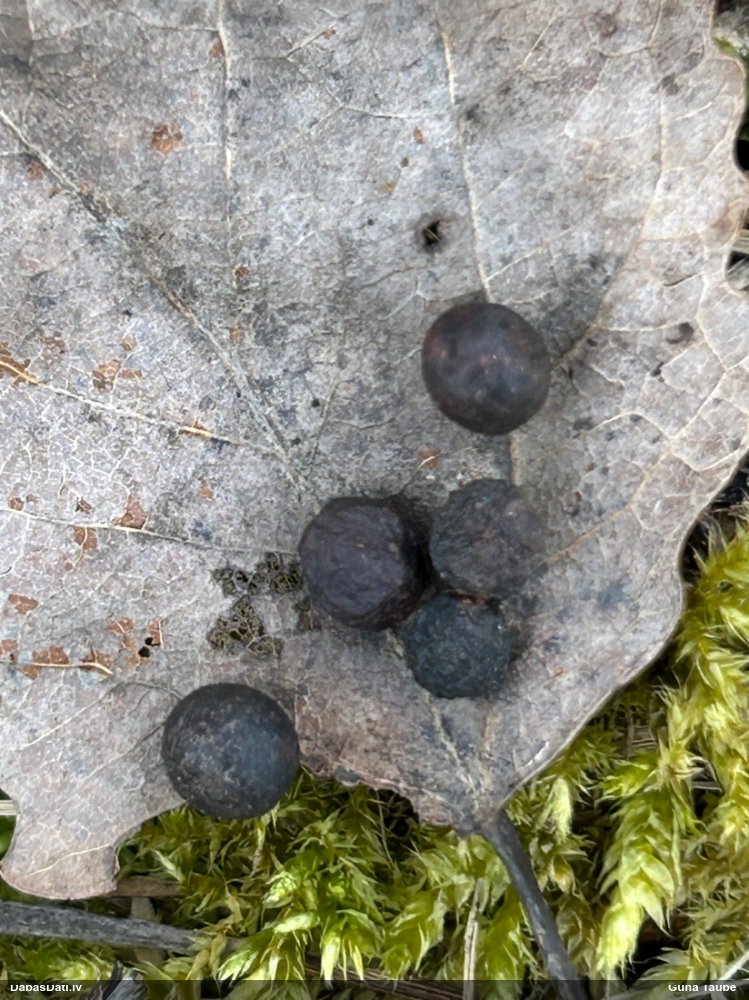Apšulapu lodveida pangodiņš (nenoteikts)