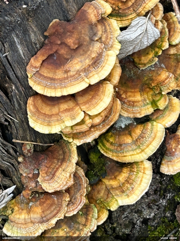 Dzeltenā tauriņpiepe