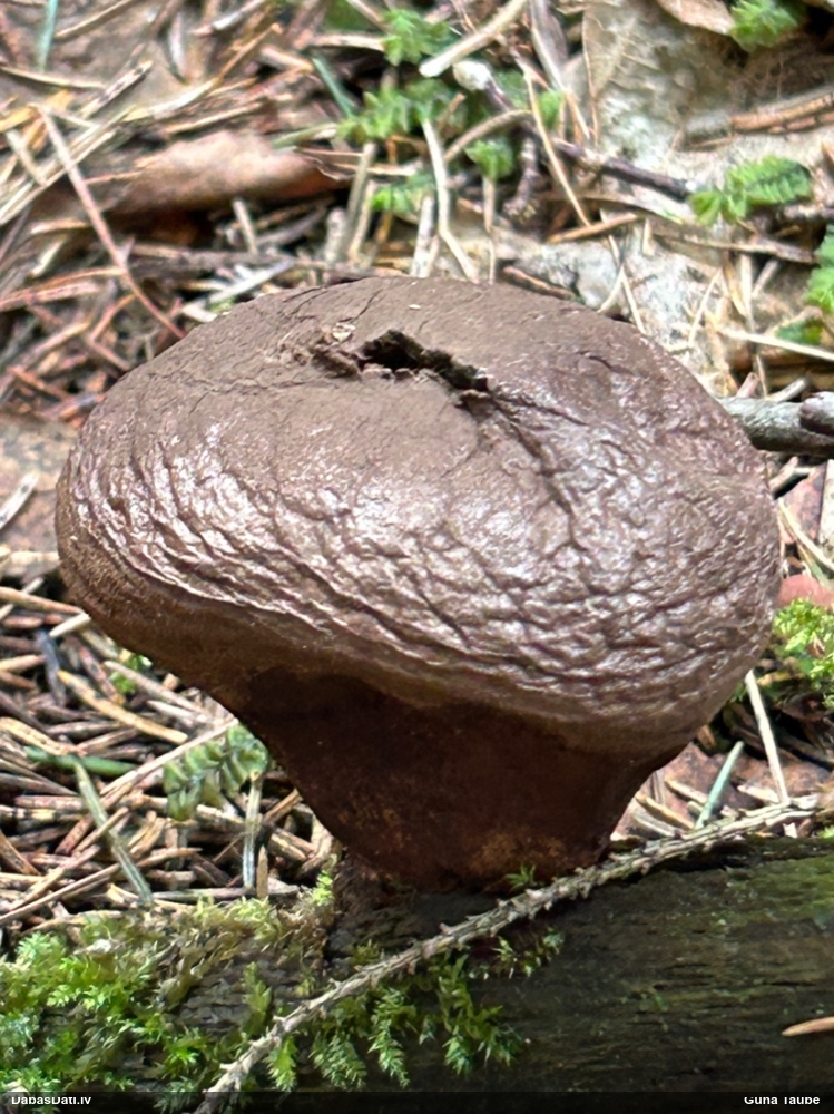 Pūpēdis (nenoteikts)