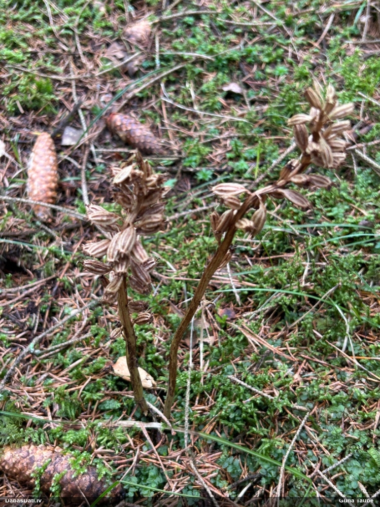 гнездовка настоящая