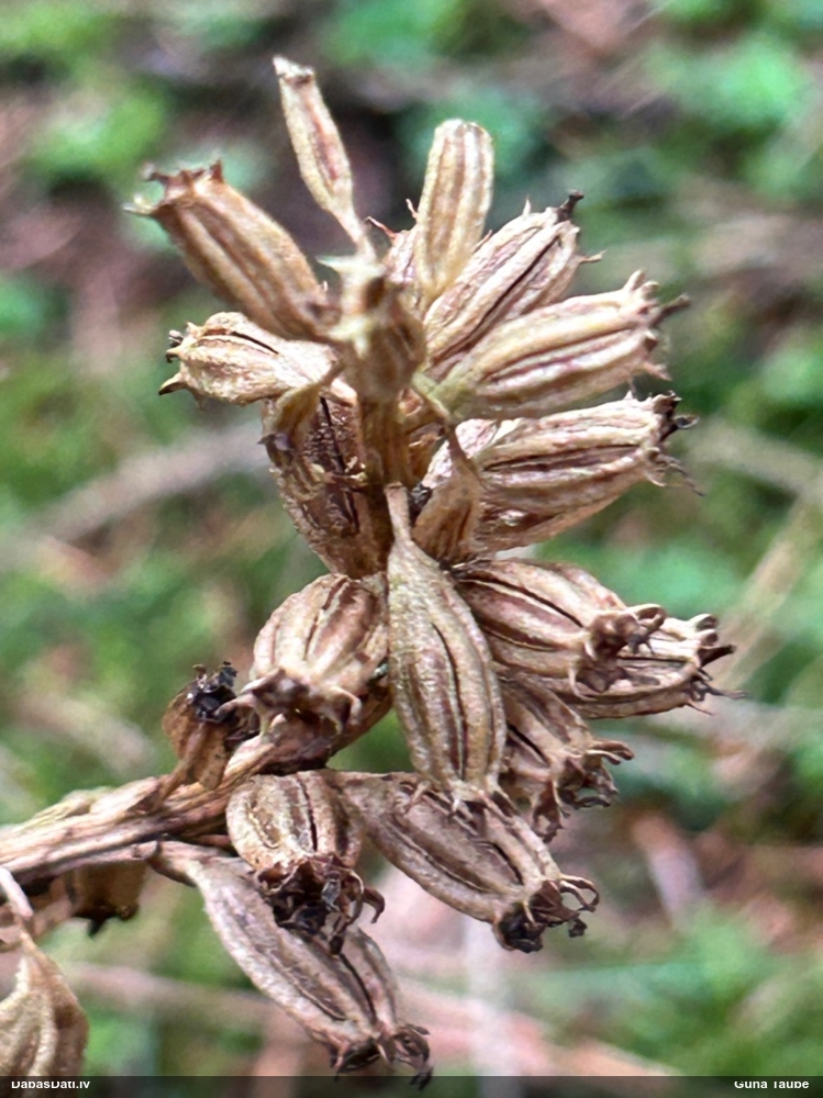 гнездовка настоящая